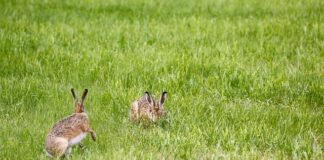 Jak włączyć lampę w iPhone gdy ktoś dzwoni? Jak włączyć lampę w iPhone gdy ktoś dzwoni?