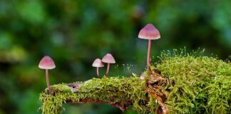 Jakie są rodzaje Xbox? Jakie są rodzaje Xbox?