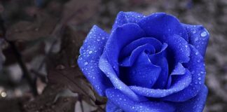 Czy wystarczy przełożyć kartę SIM do innego telefonu? Czy wystarczy przełożyć kartę SIM do innego telefonu?